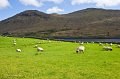 25. Sheep near Leenane